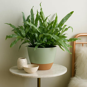 TYMENSH 10-inch pot in the 3-piece set ideal for herbs and compact plants
