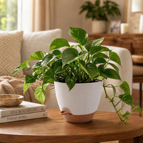 TYMENSH plant pots 10-inch medium for herbs and orchids.
