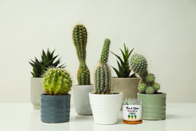 UAUOCU compact succulent planter enhances any classroom or home