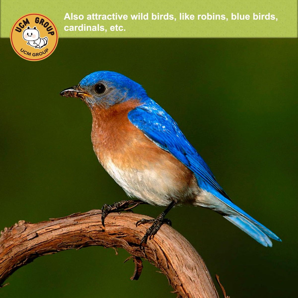 Fresh dried insect treats ideal for backyard chickens, poultry, and wild birds.