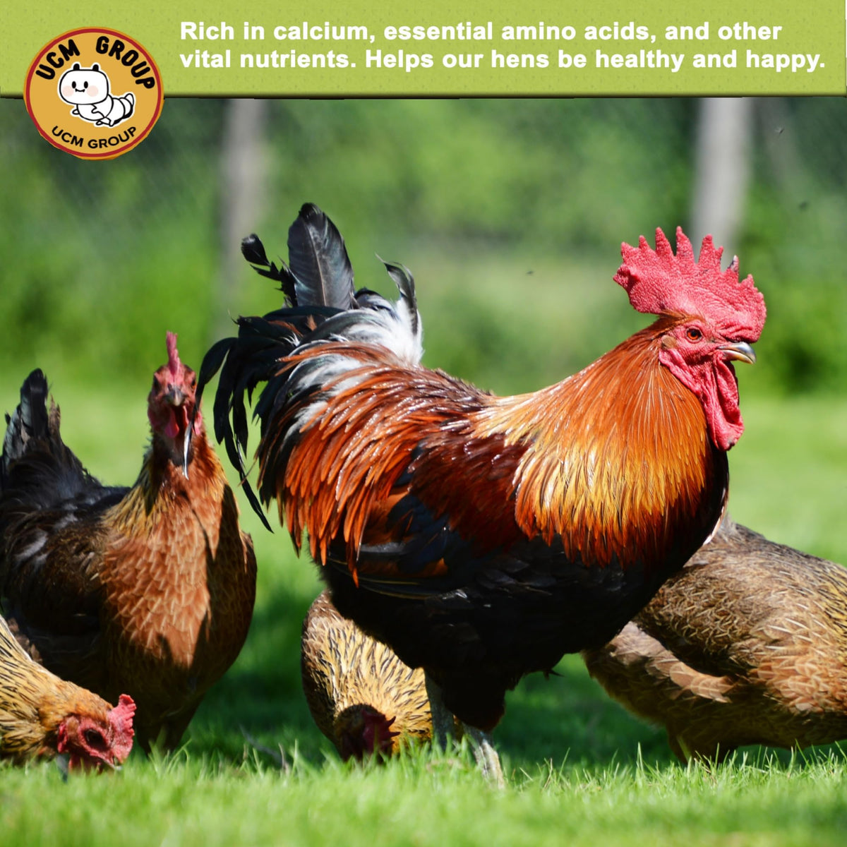 High calcium poultry treat from UCM Group supports strong eggs and healthy plumage.