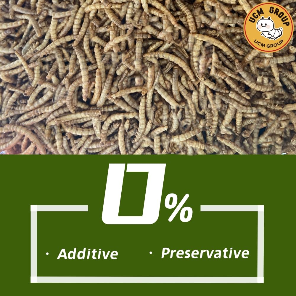 Wild birds attracted to UCM Group mealworms in a backyard feeder