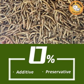 Wild birds attracted to UCM Group mealworms in a backyard feeder