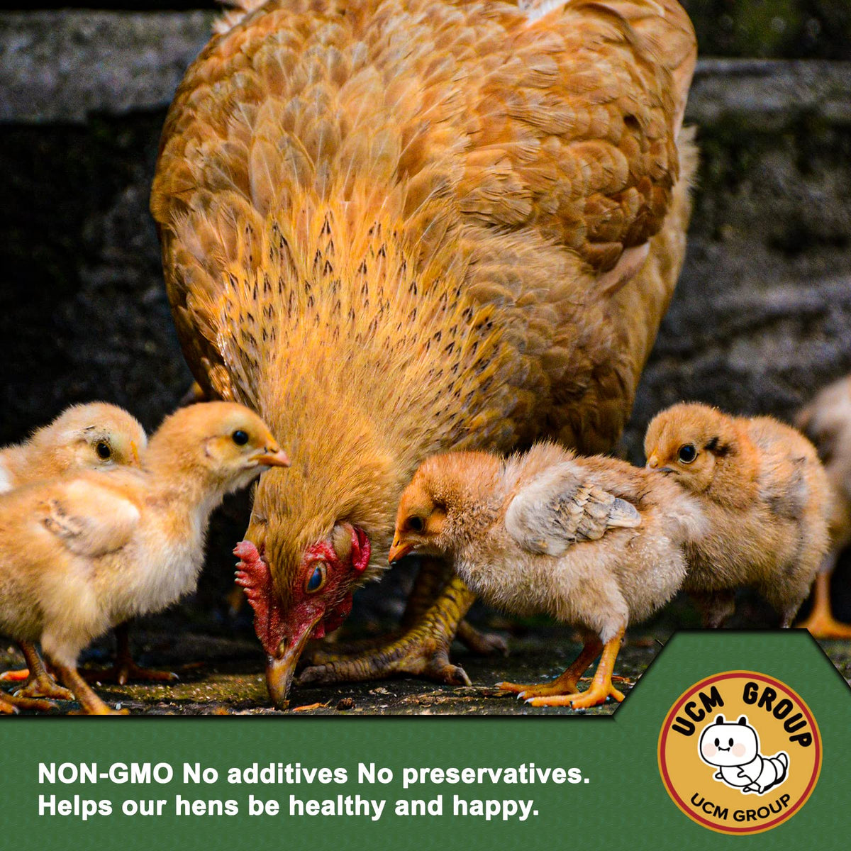 Chickens pecking UCM Group mealworms as a protein-rich treat