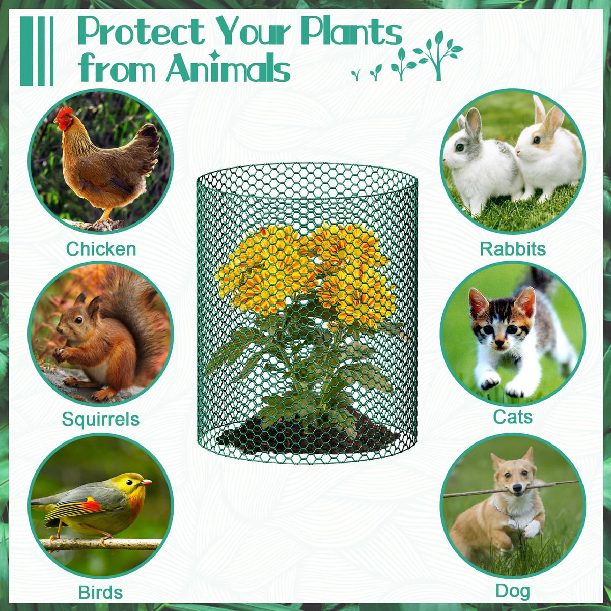 UJG chicken-wire cloche with ground stakes secures seedlings