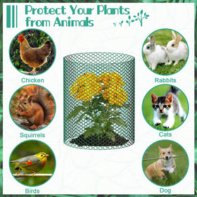 UJG chicken-wire cloche with ground stakes secures seedlings