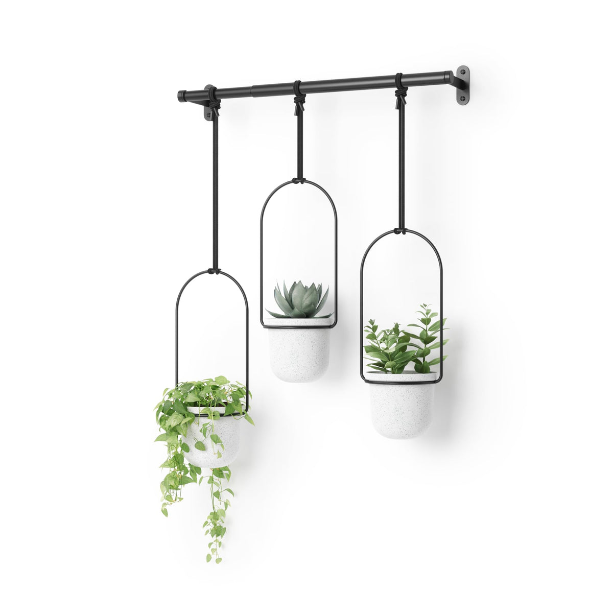 Umbra Triflora hanging planter in a sunny window for fresh herbs.