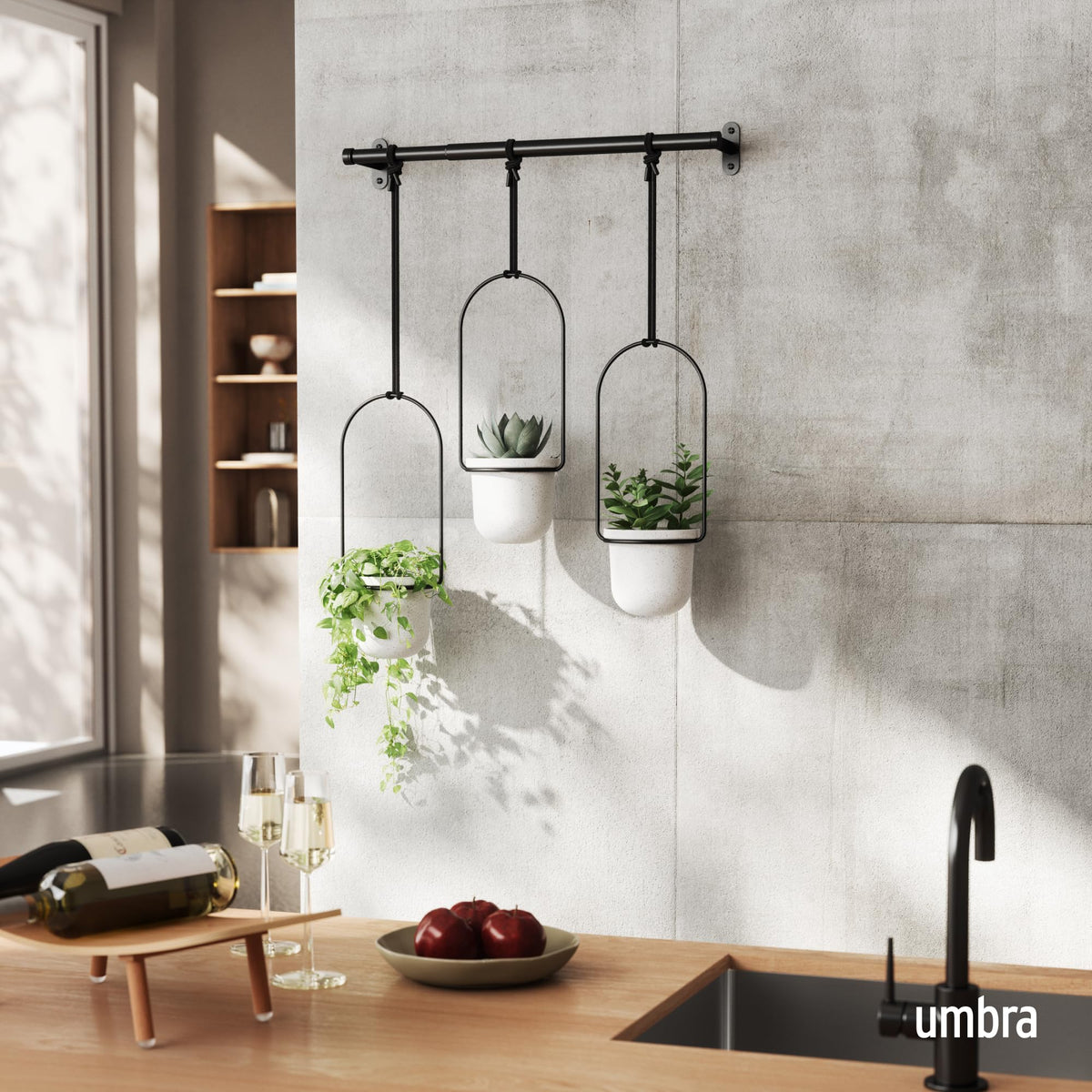 Umbra Triflora wall-mounted display showing compact greenery.