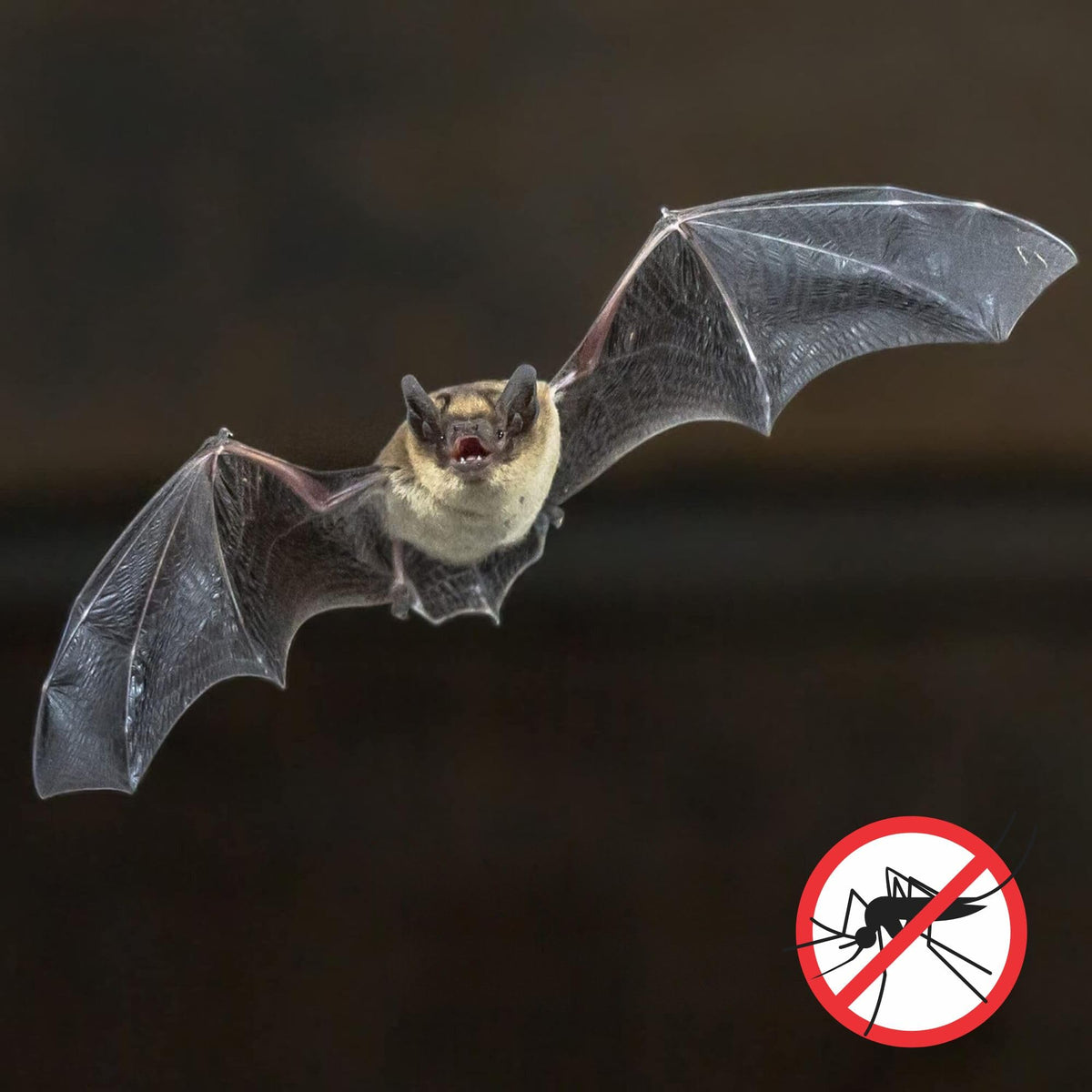 Uncle Dunkels multi-chamber bat box setup image