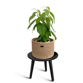 Uneededem plant stand with round top showcases compact indoor display for pots
