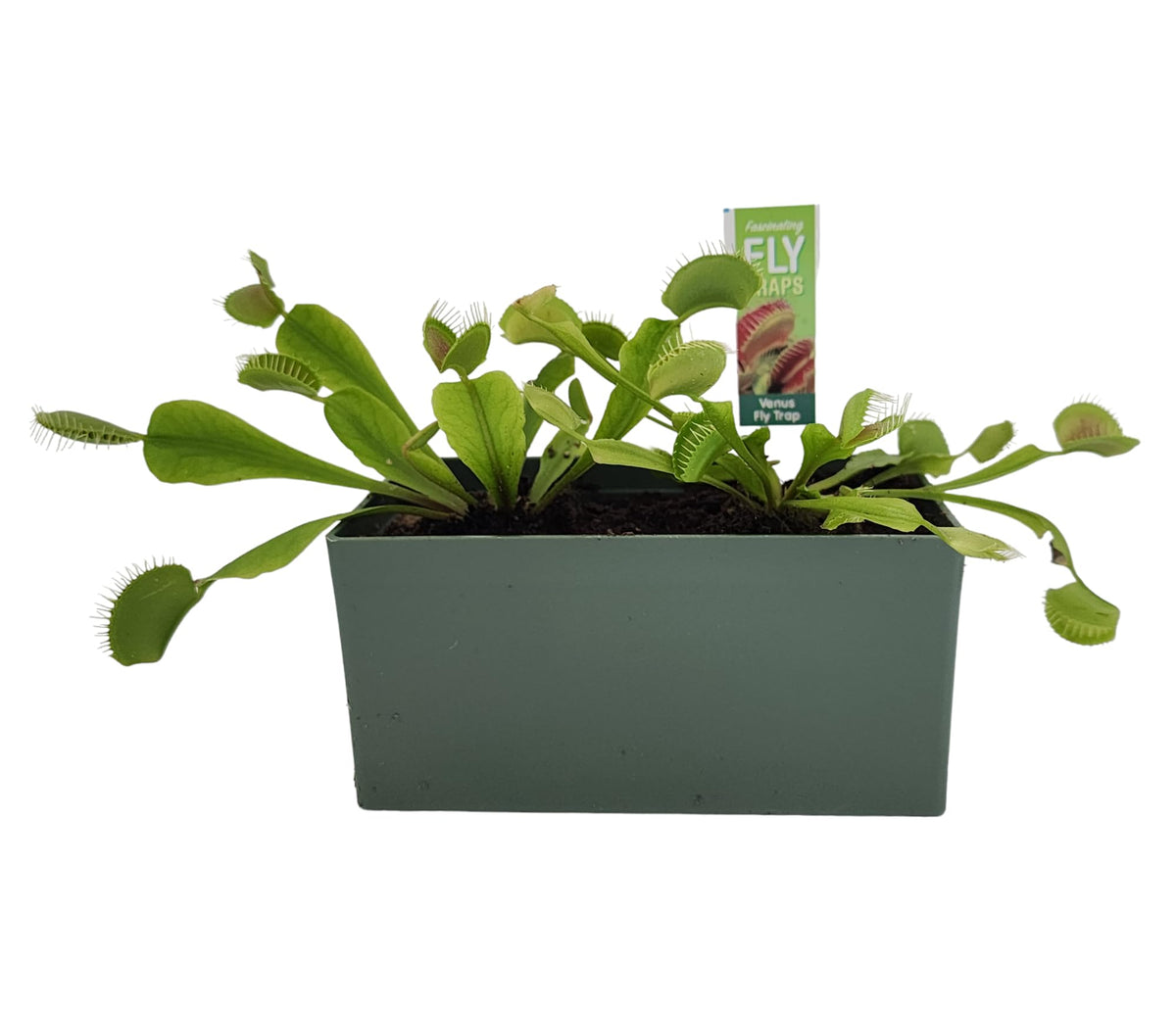 Unique Gardener Venus Fly Trap seed pack to start growing fascinating carnivorous plants.