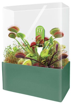 Unique Gardener Venus Fly Trap terrarium setup for an engaging indoor carnivorous plant display.