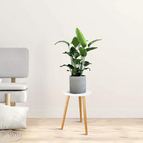 Uneedem plant stand styled as gift-ready home accent