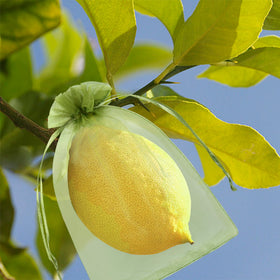 Unves bag ideal for apples, oranges, and avocados.