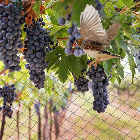 Unves fruit tree and vegetable netting helps reduce animal damage.