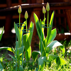 Unves indoor-outdoor plant support keeps plants upright and tidy.