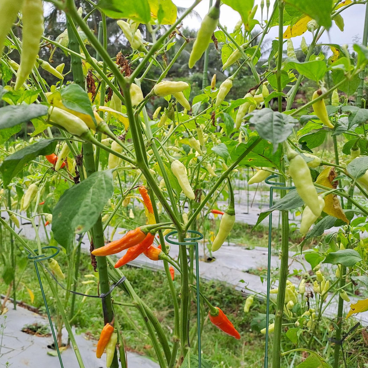 Unves multi-plant support ideal for roses and tomatoes