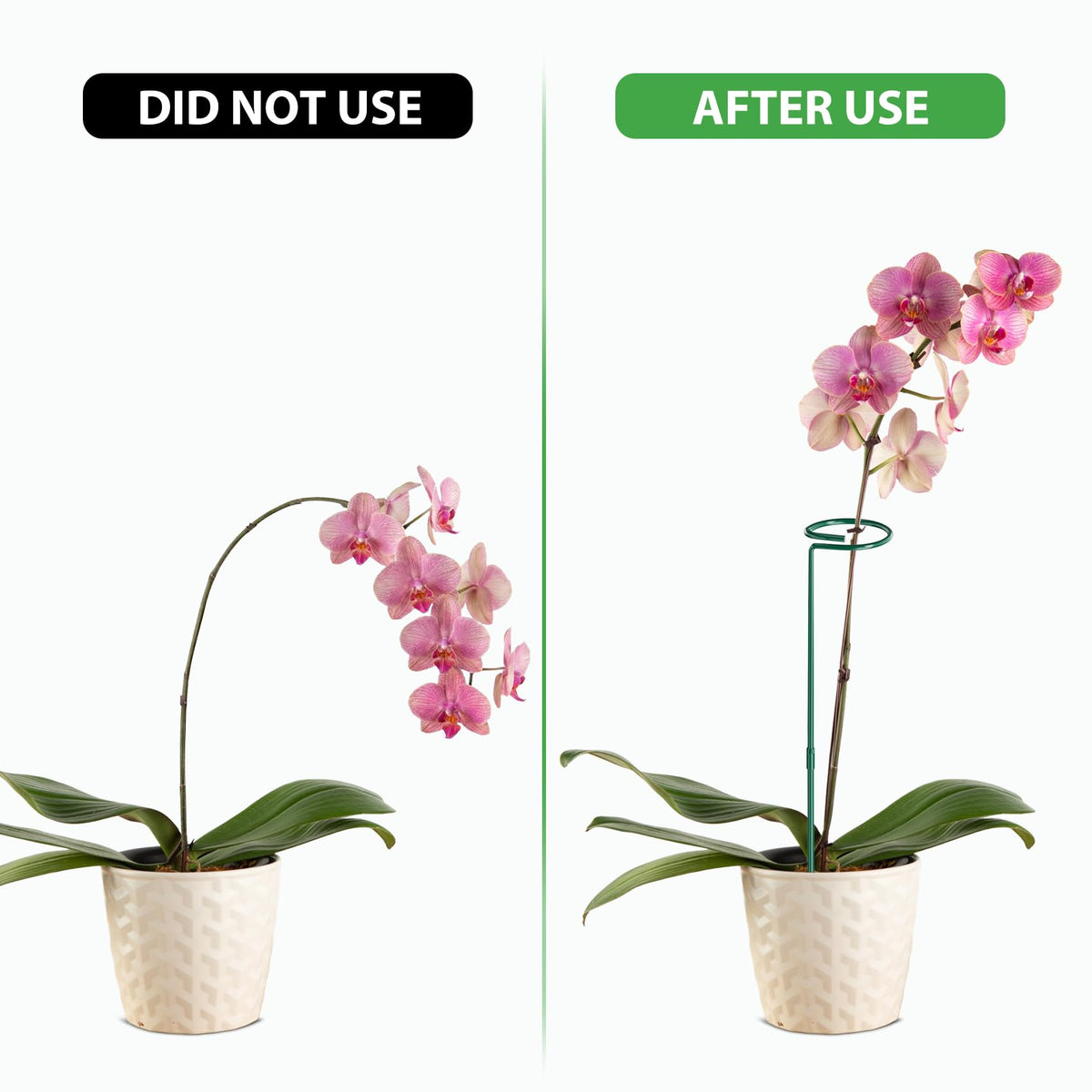 Unves grooved plant cage rings guide growth and protect delicate stems.
