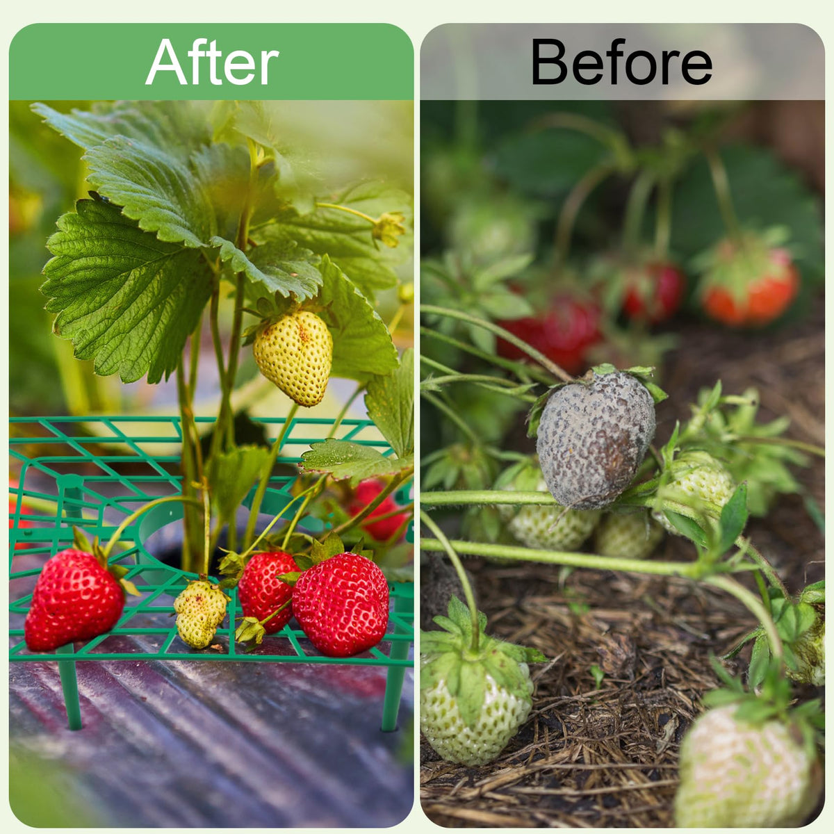 Unves PP material strawberry support displays sturdy, corrosion-resistant design