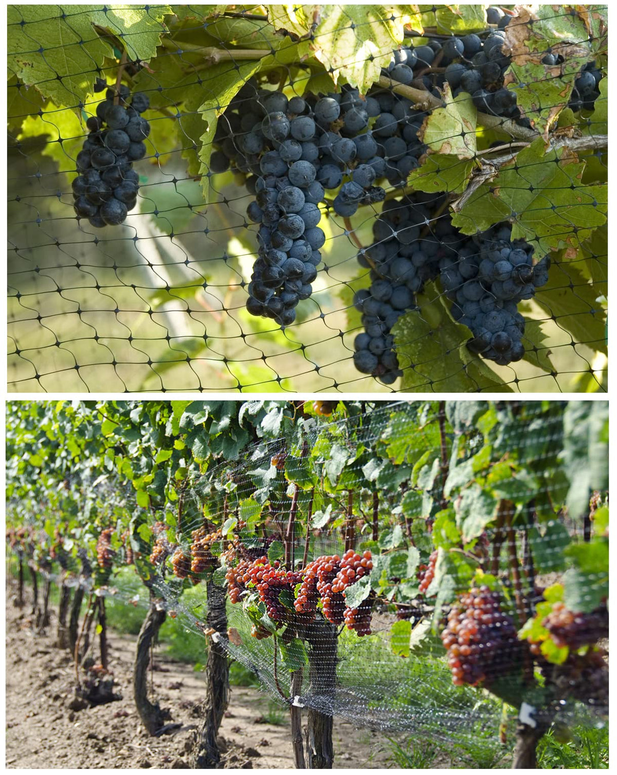 Unves garden netting protects blueberries, tomatoes, strawberries, and more