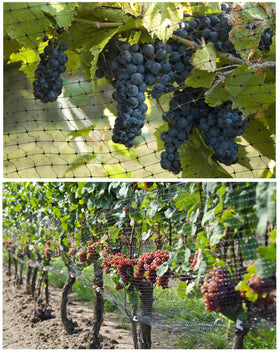 Unves garden netting protects blueberries, tomatoes, strawberries, and more