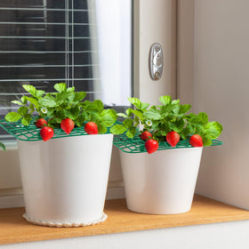 Unves strawberry plant support disassembled for compact storage