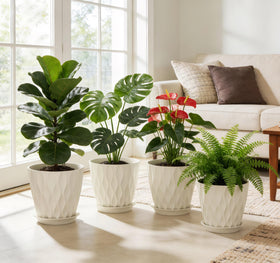 Minimalist design elevates balcony or windowsill displays beautifully