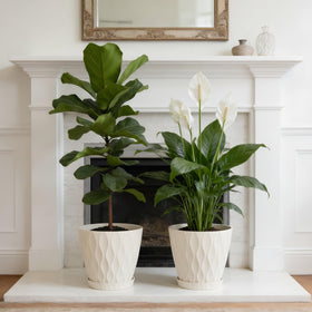 UOUZ 8-inch plant pot with waffle texture adds contemporary style.