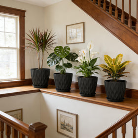 UOUZ fiddle leaf fig sits proudly in 8-inch pot with modern waffle pattern.