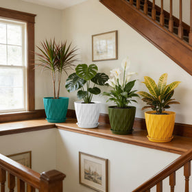 UOUZ Fiddle Leaf Fig pot, stylish and sturdy for statement indoor plants.