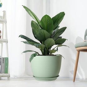 UOUZ gift-ready pot for gardening lovers and enthusiasts.