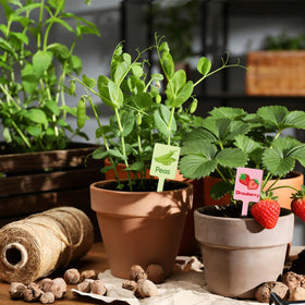 UPINS clearly printed vegetable names help quick identification in beds.