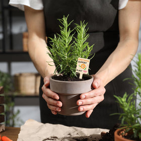 UPINS giftable plant labels set makes a thoughtful present for garden lovers
