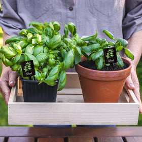 UPINS printed herb names clearly identify oregano, basil, mint, and more.
