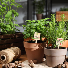 UPINS succulent, flower and seedling labels help organize diverse planter collections