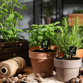 UPINS T-shaped plant markers easily insert into soil for stable labeling.