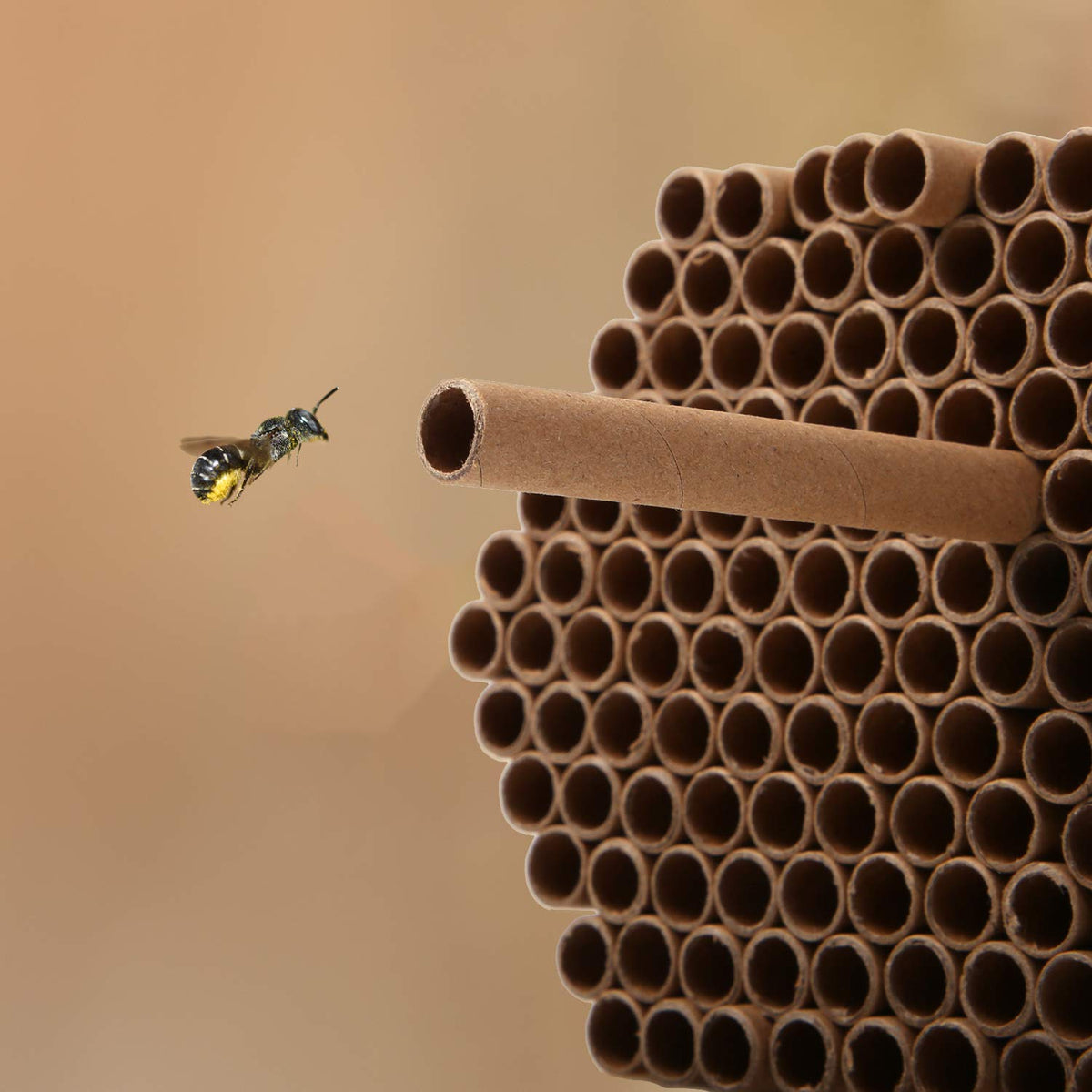 URATOT Mason Bee Tubes with 5/16 inch inner diameter for standard houses