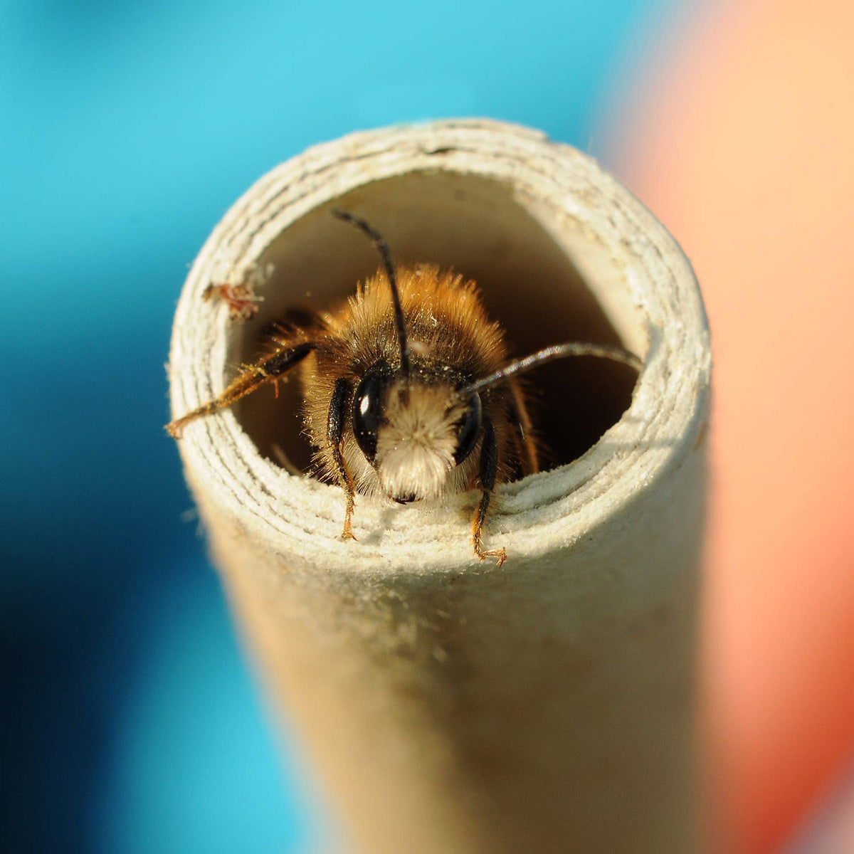 URATOT Mason Bee Tubes easy replacement for hygienic nesting setups