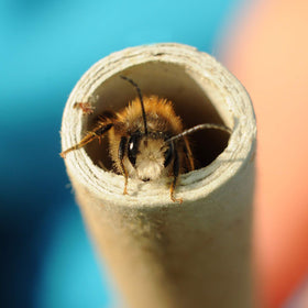 URATOT Mason Bee Tubes easy replacement for hygienic nesting setups