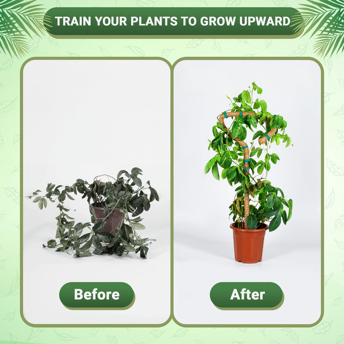 Urban Gloom bendable moss pole 48 inch straight setup promotes easy plant training