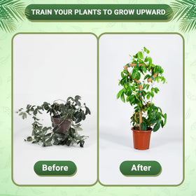 Urban Gloom bendable moss pole 48 inch straight setup promotes easy plant training