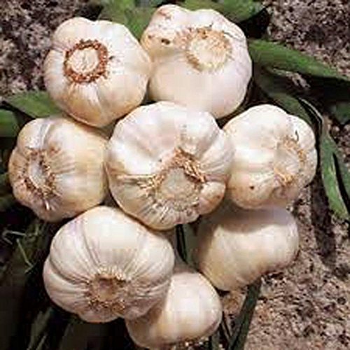 USBB bulbs per plant indicate strong yield potential.