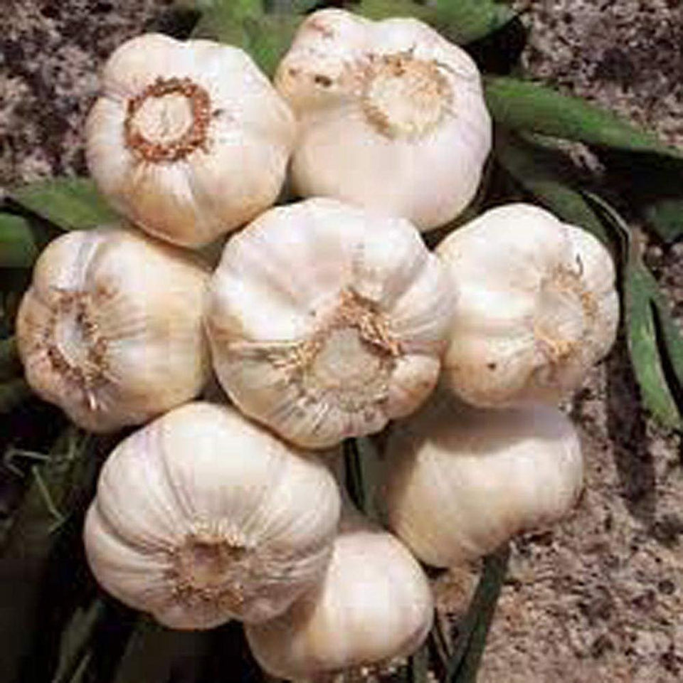 USBB garlic bulb 8-pack ready for planting in home gardens.