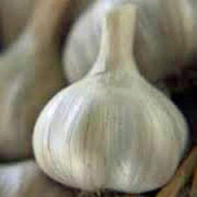 USBB garlic cloves ready for planting with scab end down.