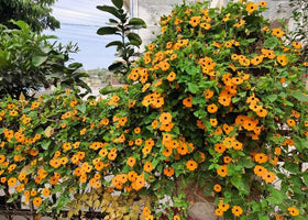 USBRANDSEED Black-Eyed Susan Vine blooming on a trellis attracts pollinators.