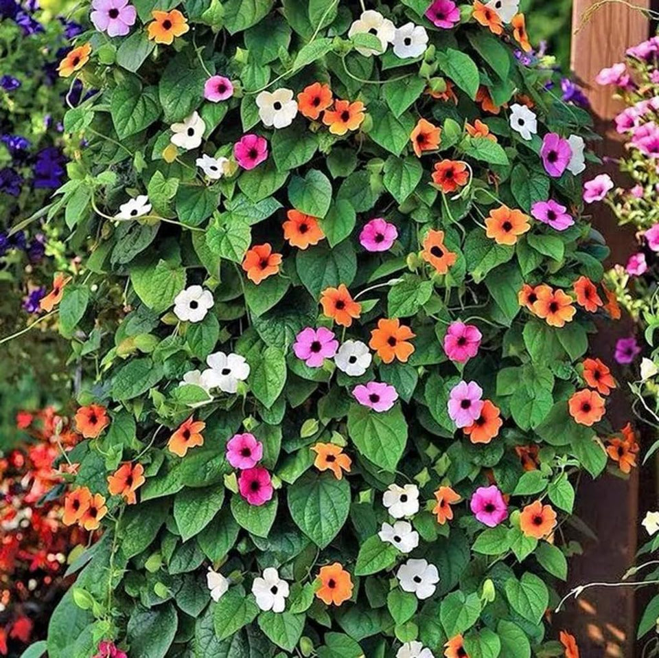 USBRANDSEED Black-Eyed Susan Vine seeds pack ready to sow for sunny borders.