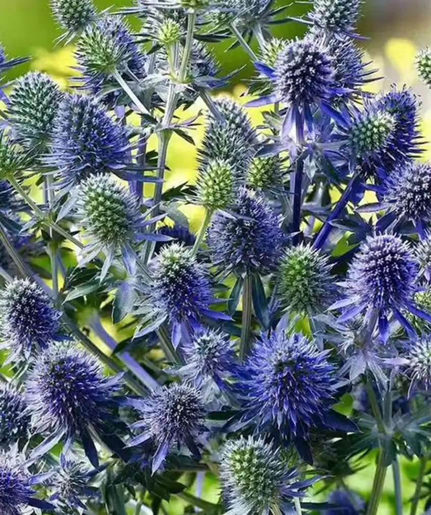 USBRANDSEED blue star sea holly seeds for vibrant borders and drought-tolerant gardens.