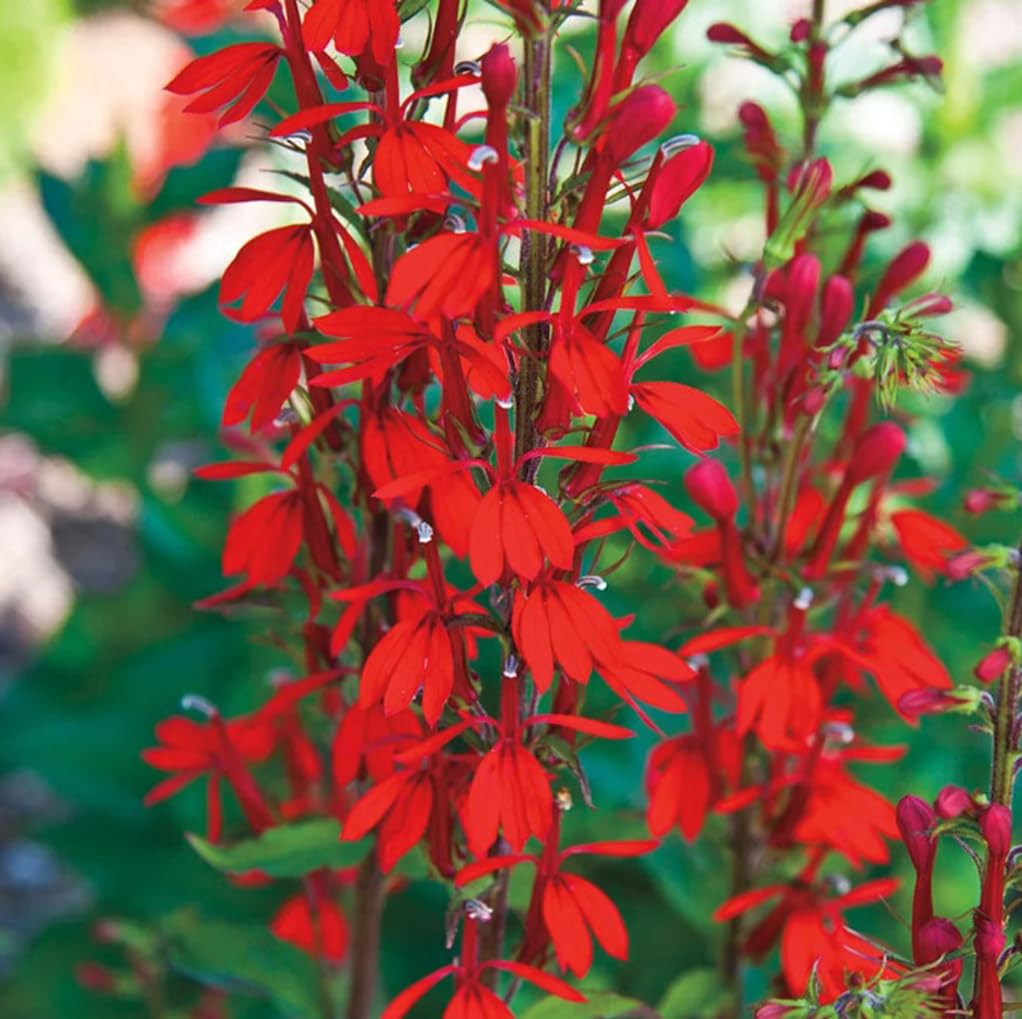 USBRANDSEED Cardinal flower seeds packet for pollinator garden.