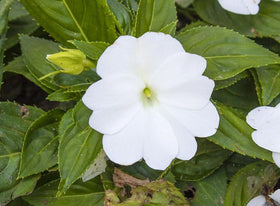 USBRANDSEED’s dwarf white impatiens seeds for shaded containers brighten outdoor spaces
