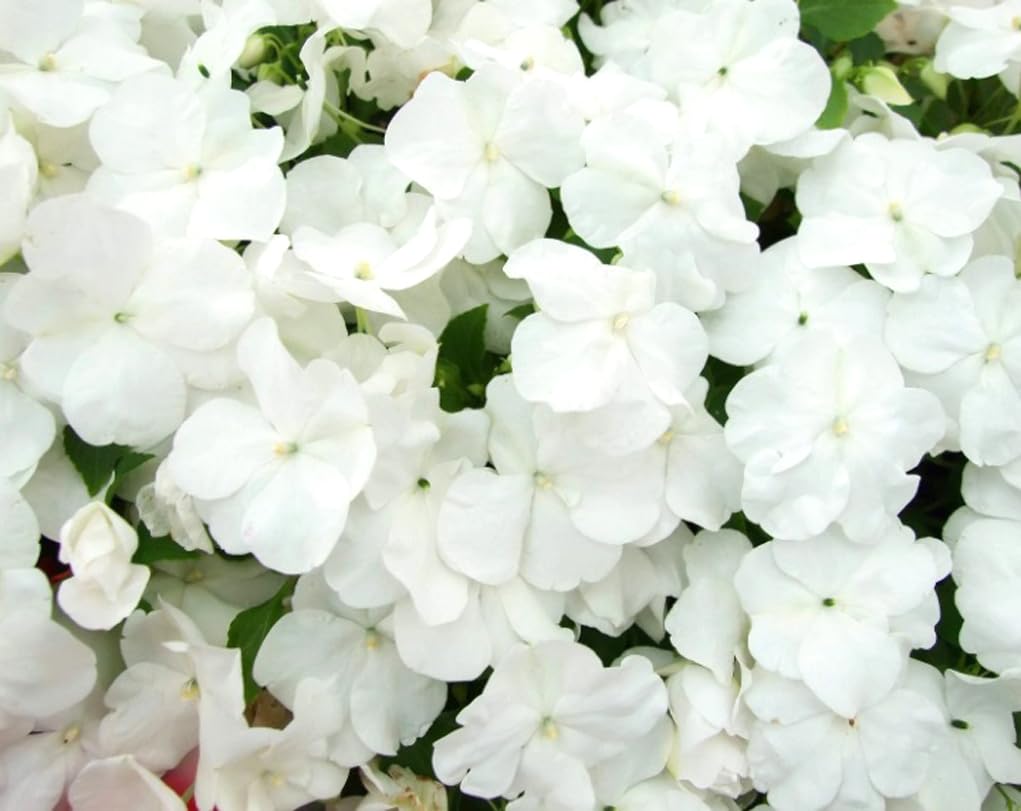 USBRANDSEED dwarf white impatiens seeds ideal for borders and window boxes in shade